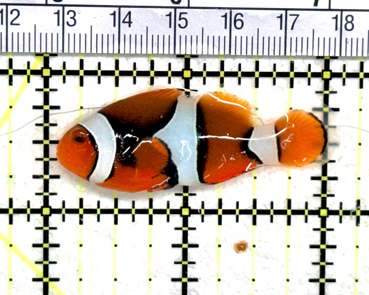 True Percula Clownfish Solomon Islands TPCSI060701 WYSIWYG Size: M 2" approx