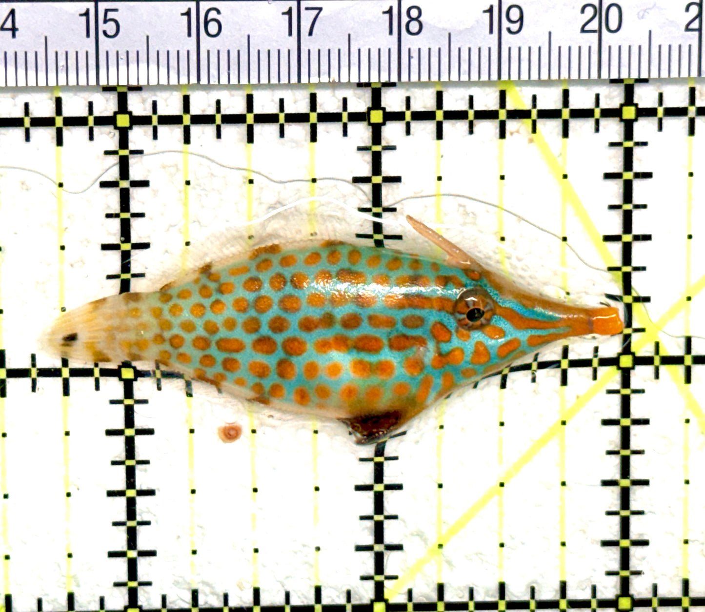 Orange Spotted Filefish OSF060701 WYSIWYG Size: L 2.5" approx