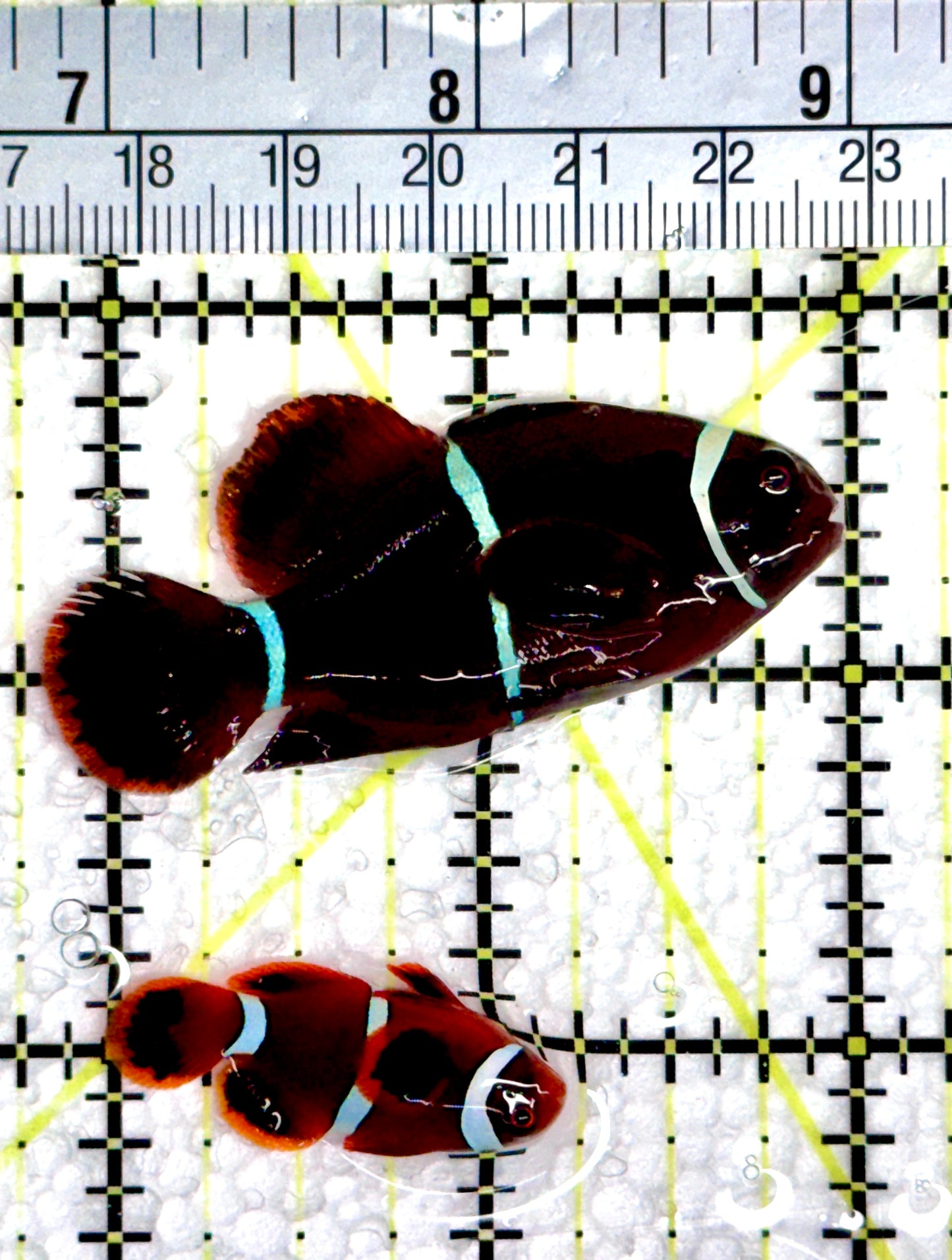 White Stripe Maroon Clownfish Mated Pair WSMCP080301 WYSIWYG Size: Female 2" and Male 1.25"