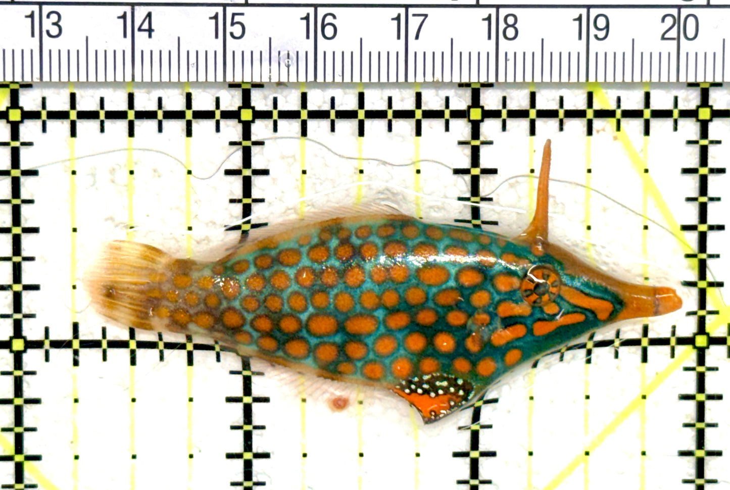 Orange Spotted Filefish OSF060702 WYSIWYG Size: L 2.75" approx