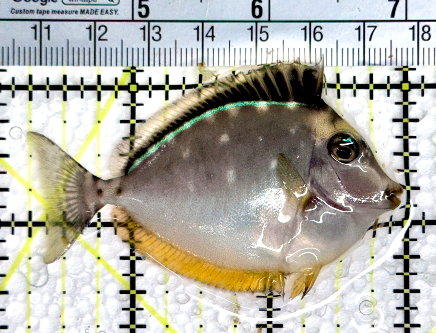 Naso Tang NT080301 WYSIWYG Size: S 2.75"