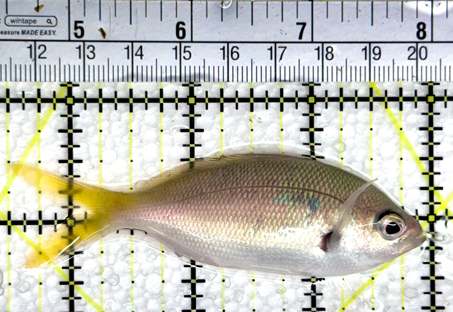 Yellowback Fusilier Fish (Unique)YFF080301 WYSIWYG Size: ML 3.5"