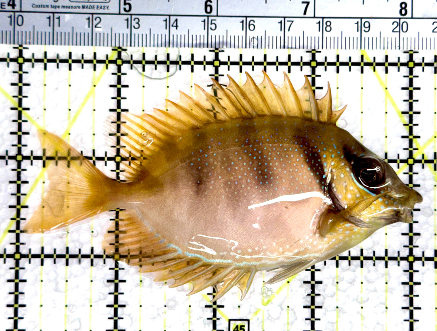 Golden Rabbitfish GR080301 WYSIWYG Size: M 4”