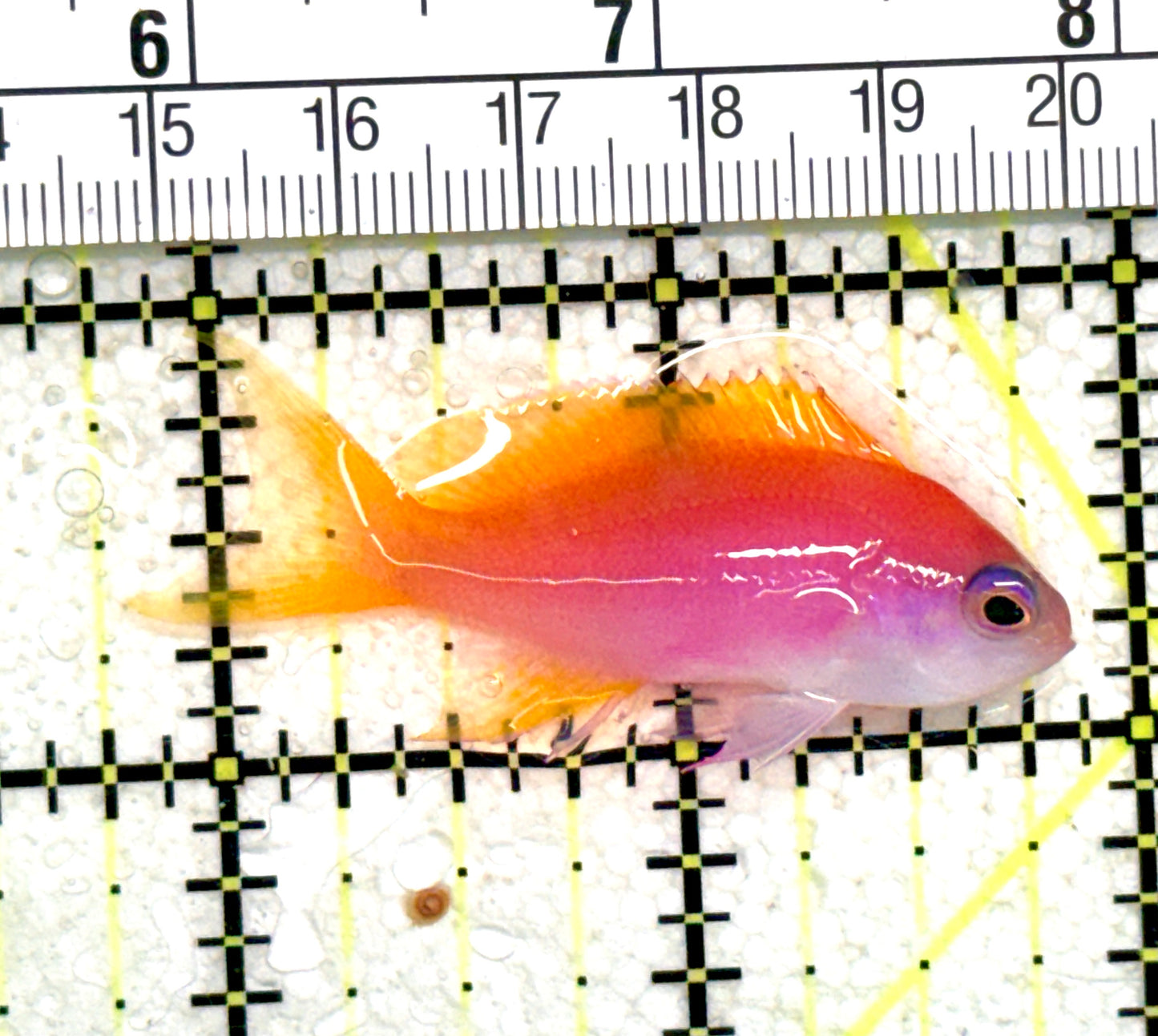 Bimaculatus Anthias Female BAF060701 WYSIWYG Size: L 2.25" approx