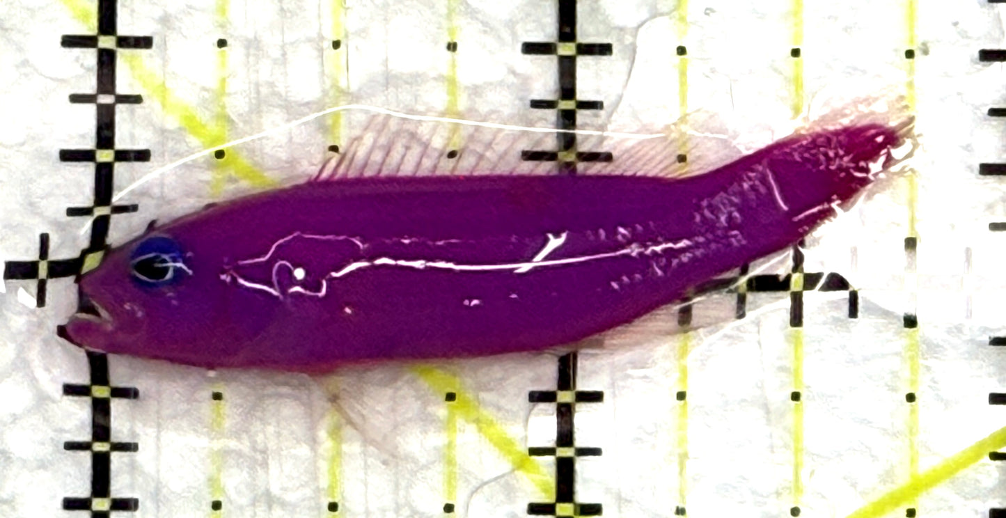 Strawberry Dottyback SD082601 WYSIWYG Size: S 1.75" approx