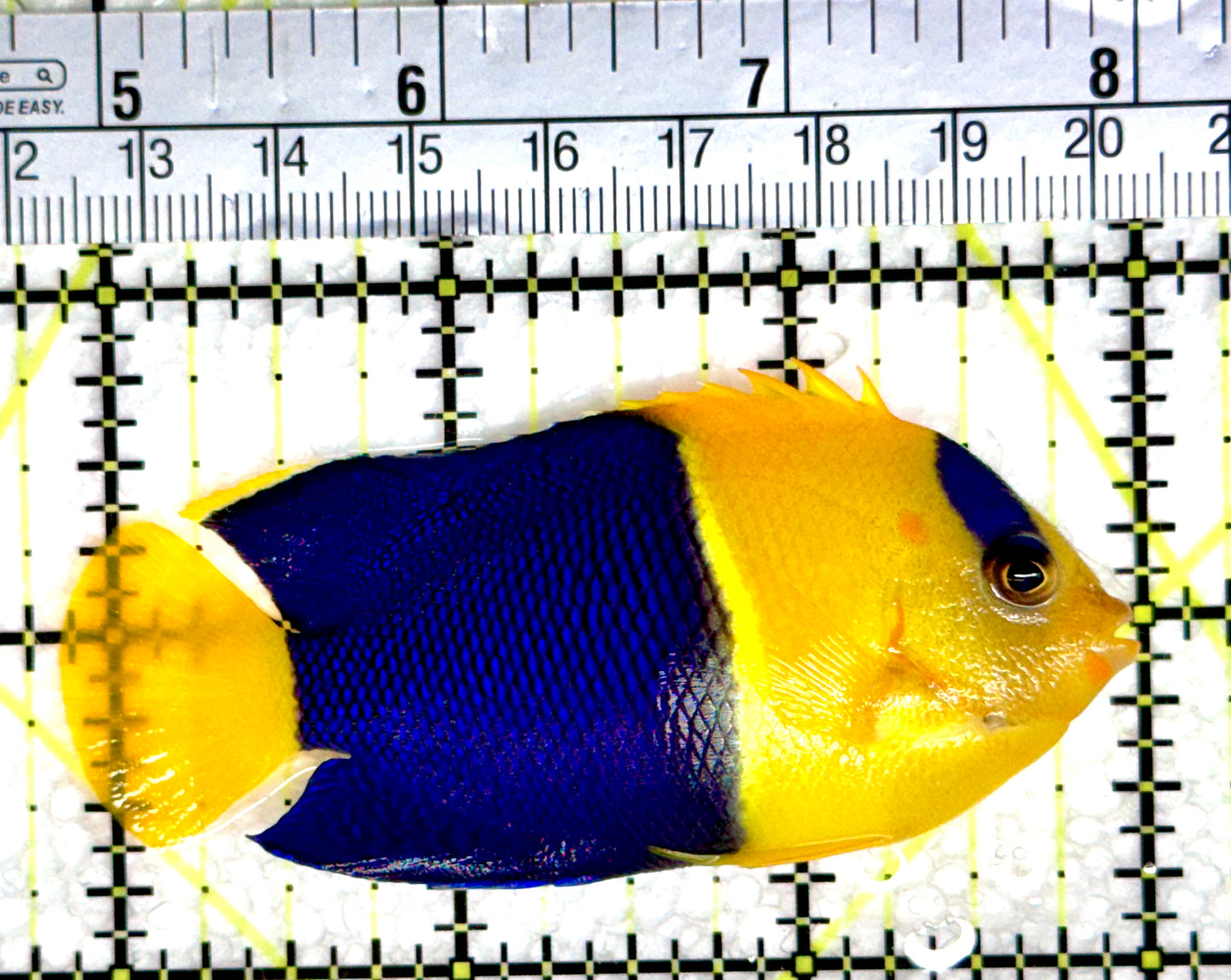 Bicolor Angelfish BA080301 WYSIWYG Size: XXL 3.25"