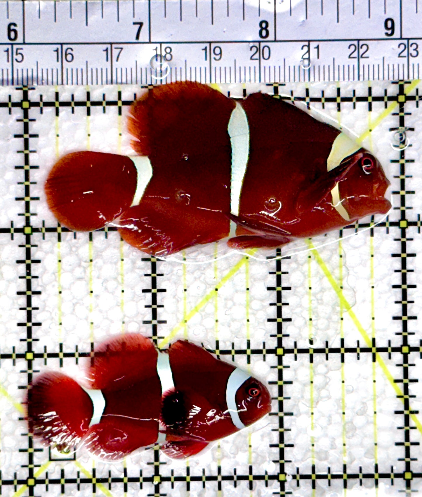 White Stripe Maroon Clownfish Mated Pair WSMCP080302 WYSIWYG Size: Female 2.75" and Male 2"