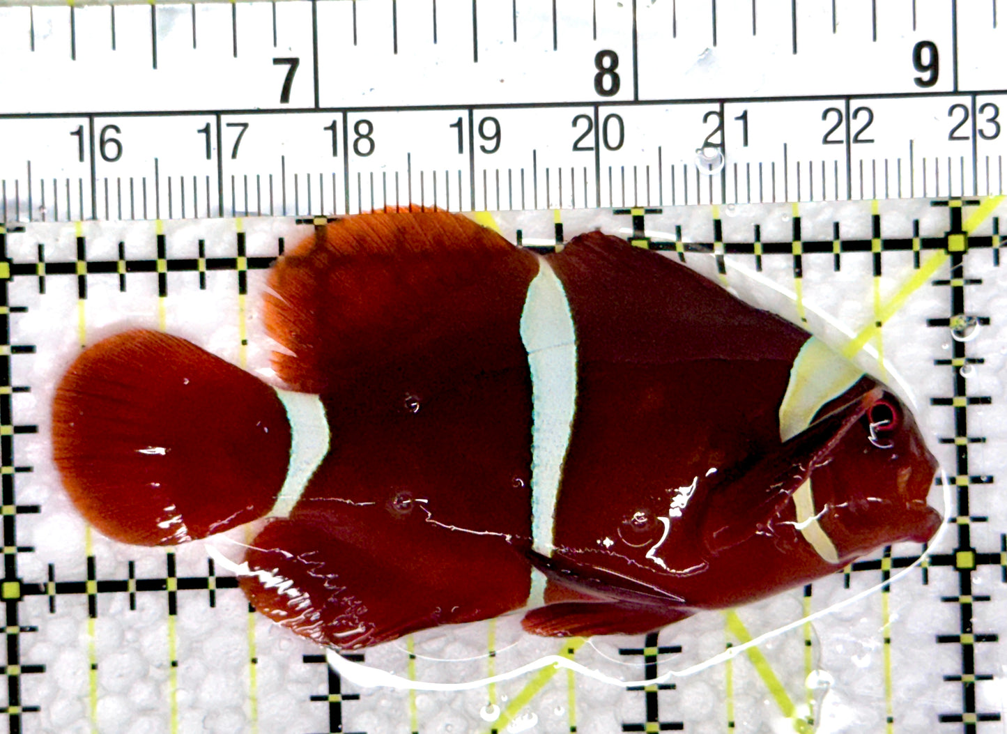 White Stripe Maroon Clownfish WSMC080302 WYSIWYG Size: M 2.75"