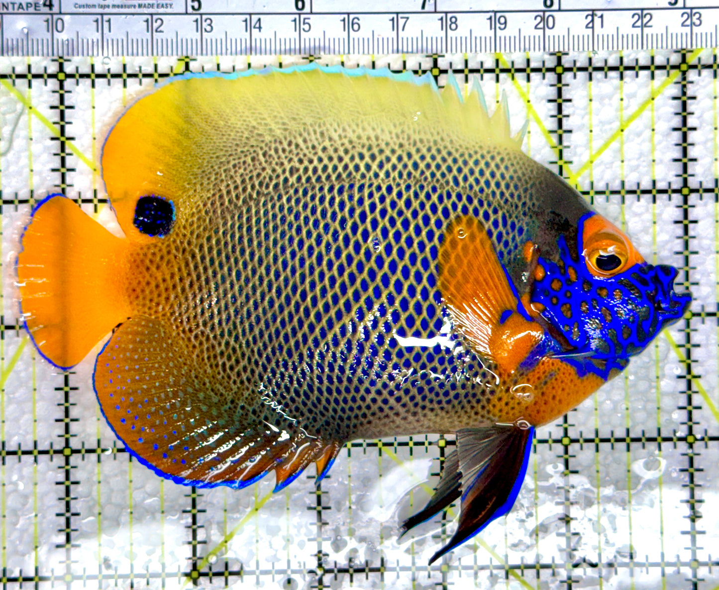 Blueface Angelfish Adult (Sumatra Vibrant Colors) BAA080302 WYSIWYG Size: XL 5.5"