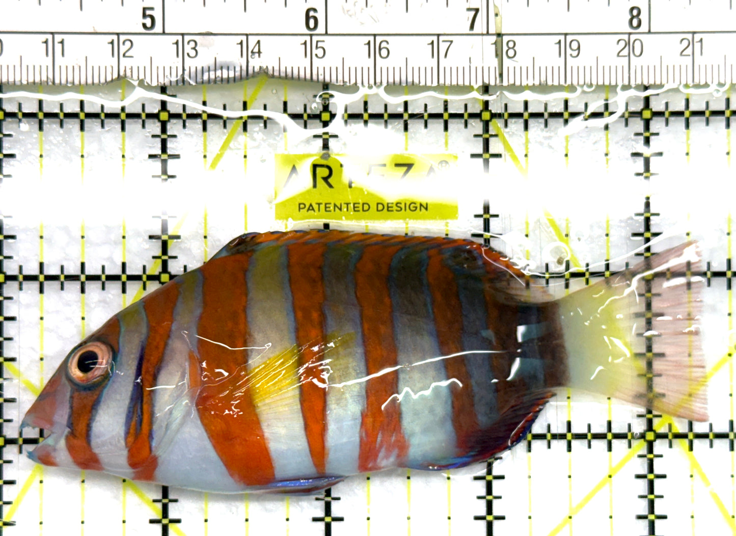 Harlequin Tuskfish HT082601 WYSIWYG Size: L 4.25" approx