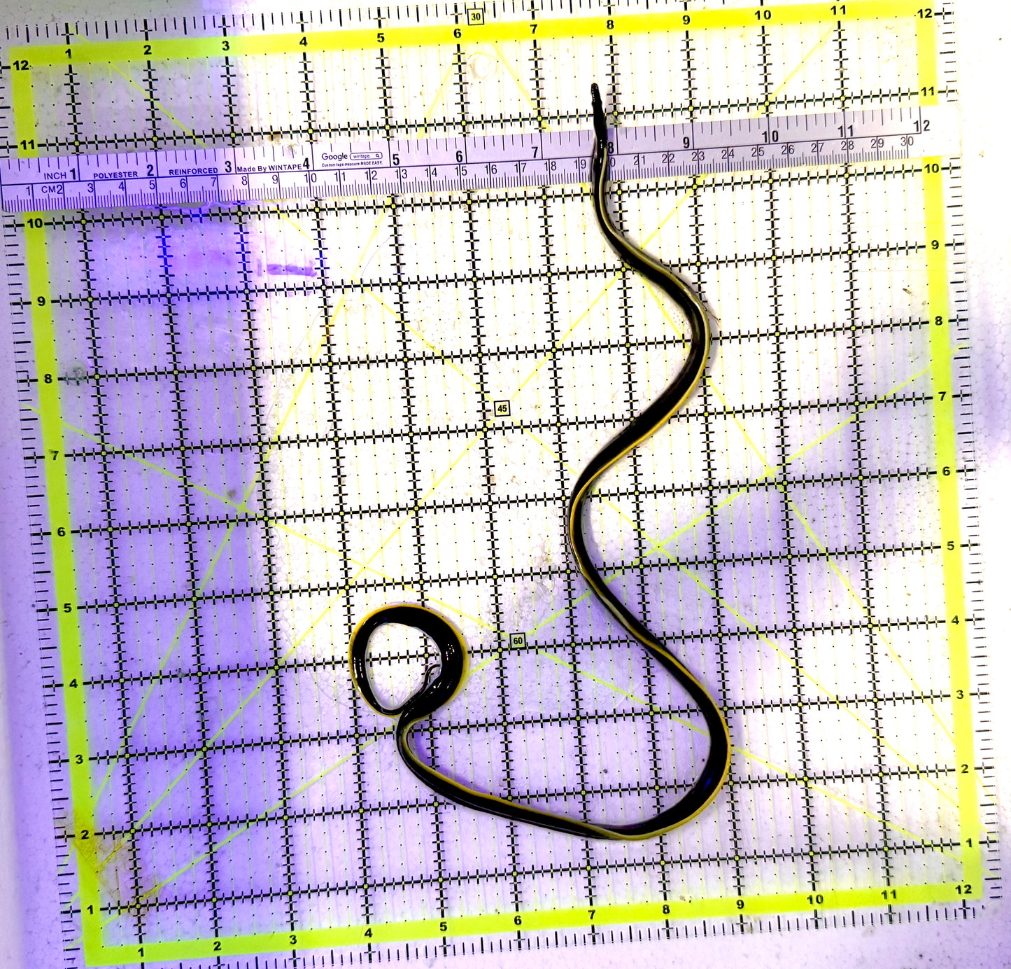 Black Ribbon Eel BRE060701 WYSIWYG Size: M 20.5" approx