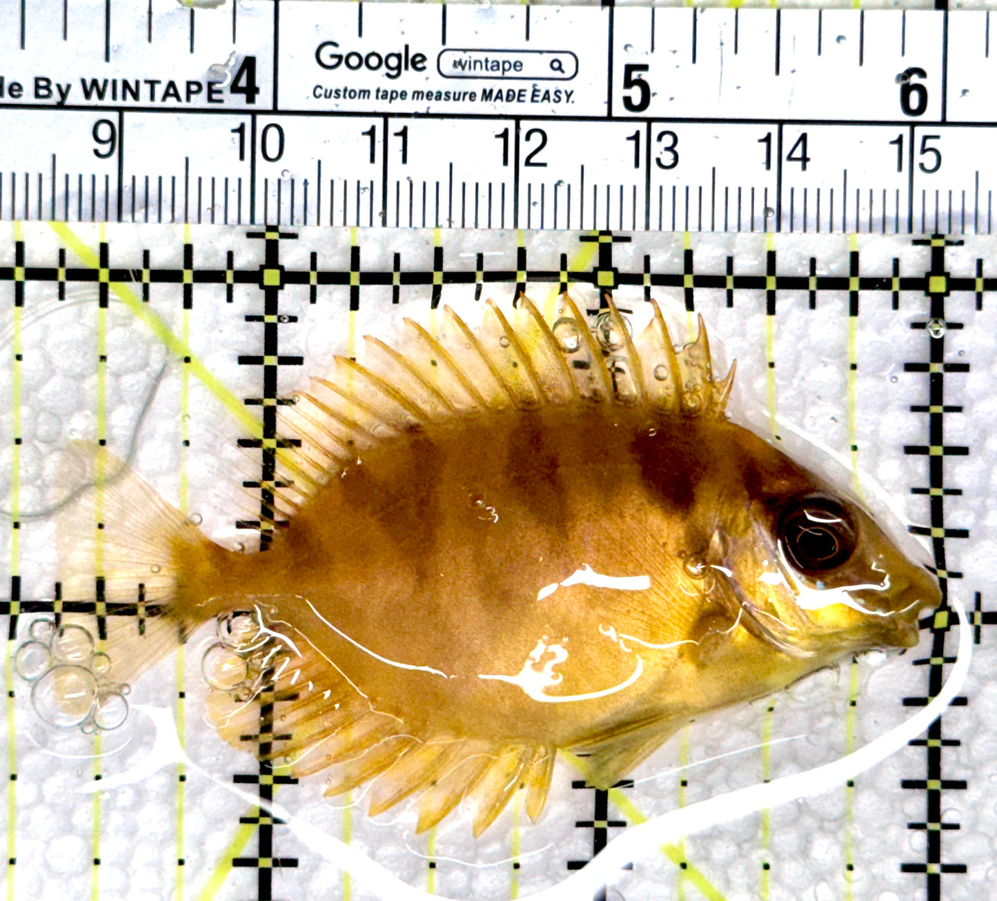Golden Rabbitfish GR080302 WYSIWYG Size: S 2.75”