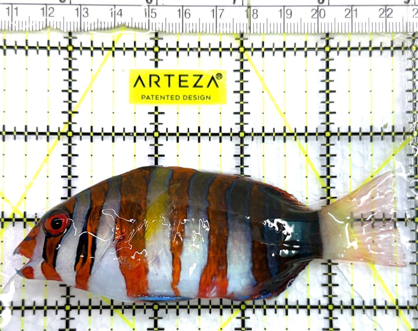 Harlequin Tuskfish HT082602 WYSIWYG Size: L 4.25" approx