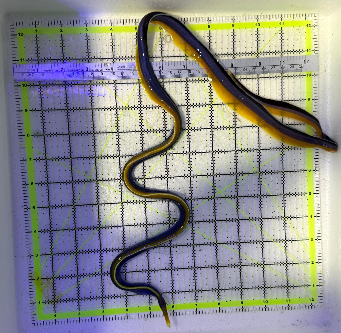 Black Ribbon Eel BRE060702 WYSIWYG Size: XL/SHOW 31.5” approx