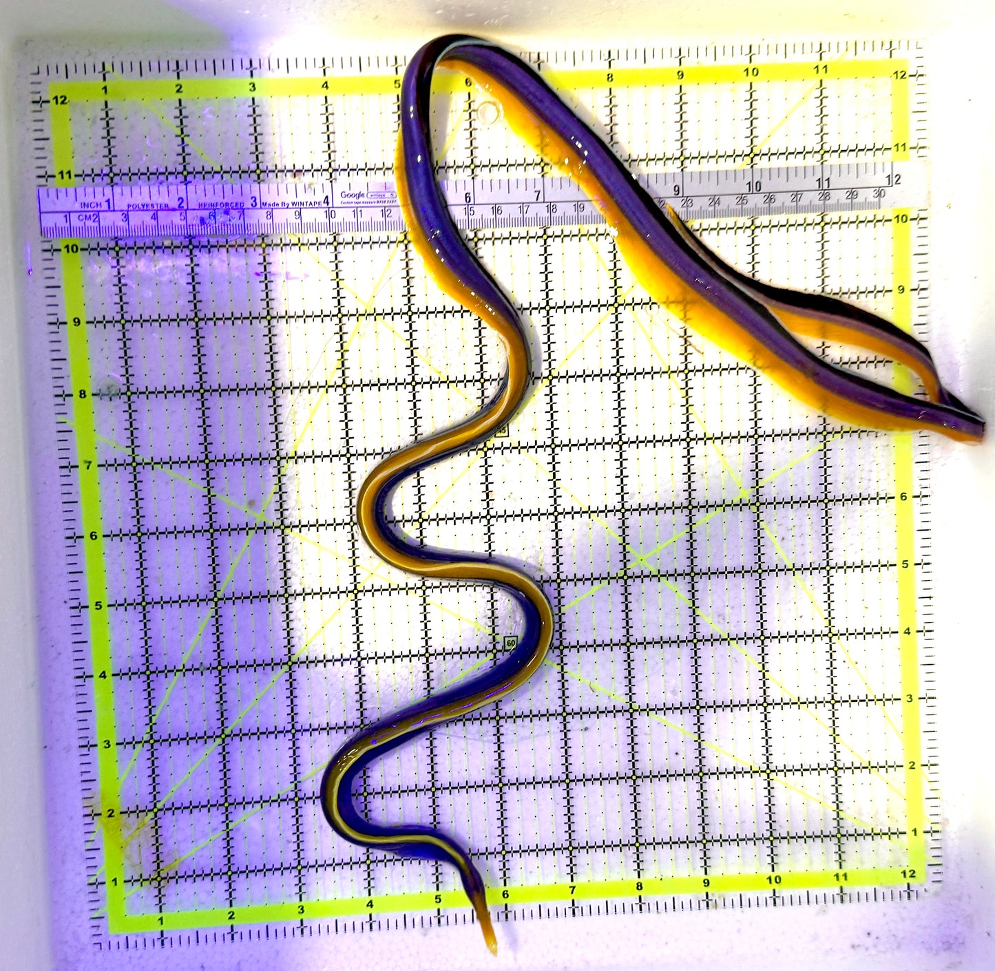 Blue Ribbon Eel BRE060801 WYSIWYG Size: XL/SHOW 32" approx