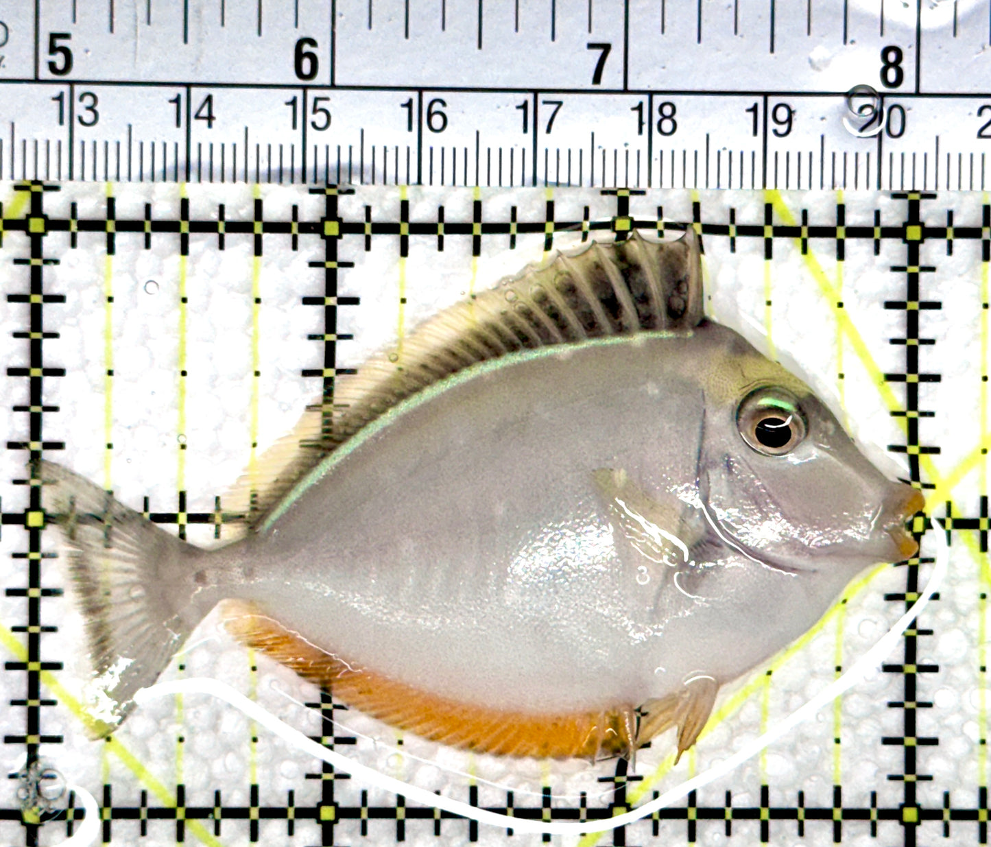 Naso Tang NT080302 WYSIWYG Size: S 3"