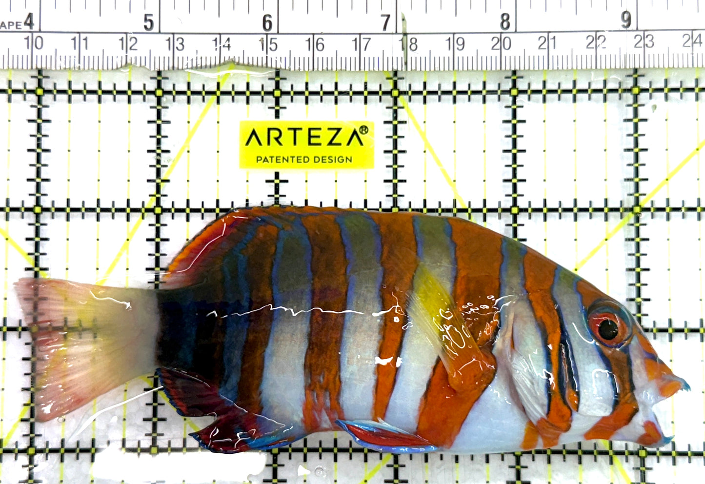 Harlequin Tuskfish HT082603 WYSIWYG Size: XL 5.5"approx