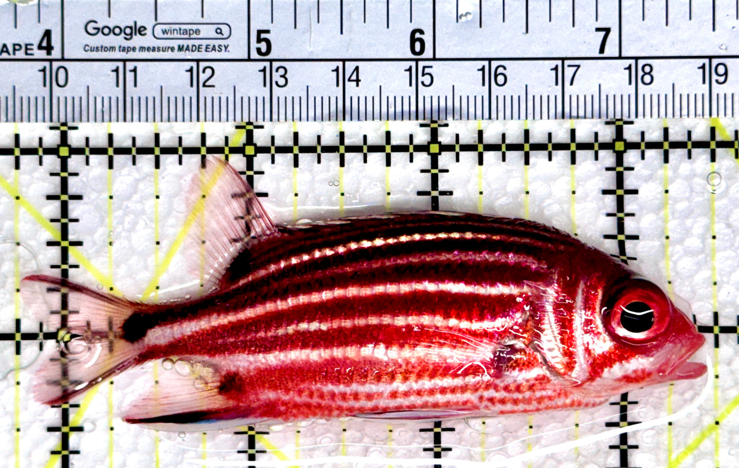 Striped Squirrelfish SS080301 WYSIWYG Size: ML 3.75"