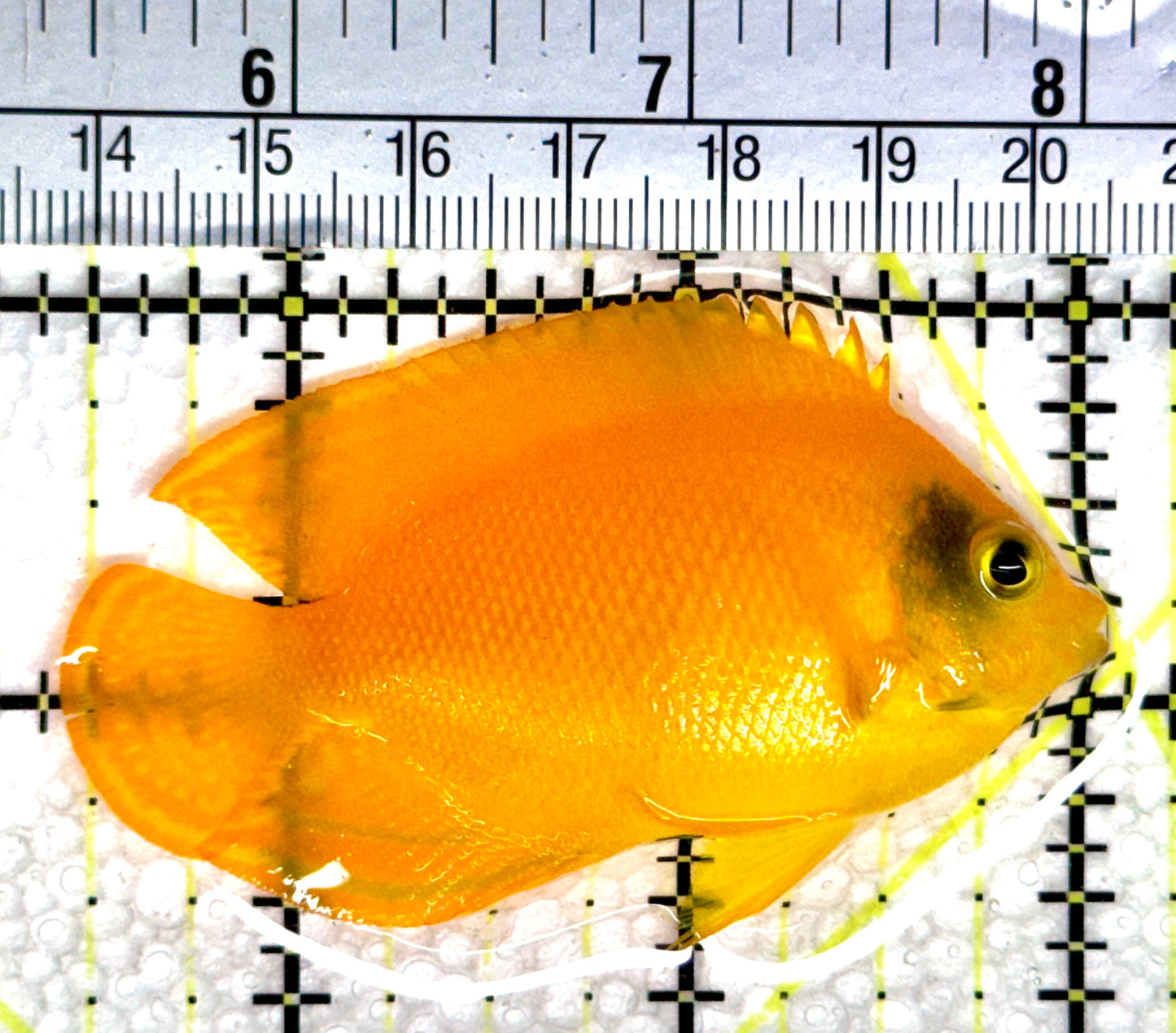 Yellow Herald's Angelfish YHA080301 WYSIWYG Size: SM 2.5"