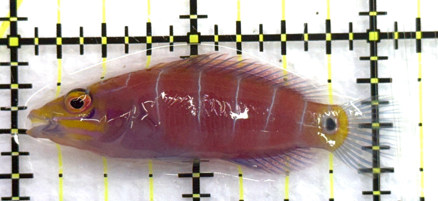 Mystery Wrasse MW082601 WYSIWYG Size: XL 2.25" approx