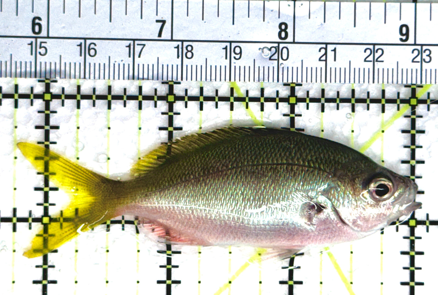 Yellowback Fusilier Fish (Unique) YFF080302 WYSIWYG Size: ML 3.25"