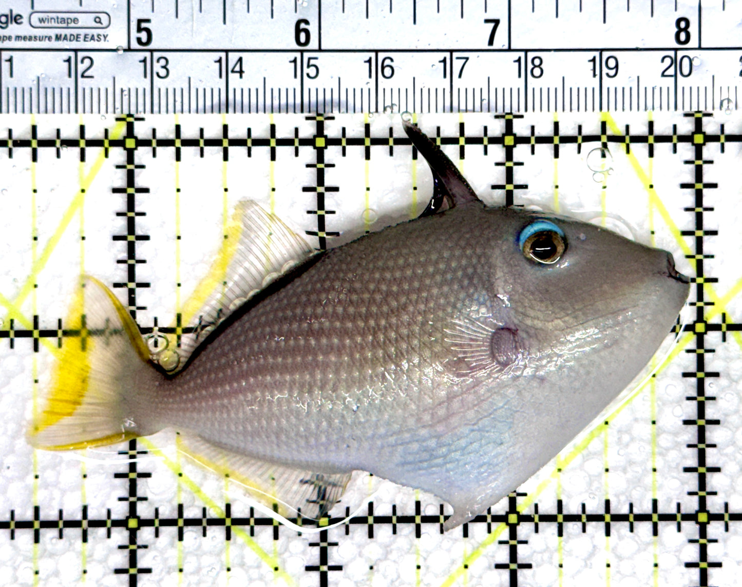 Female Blue Throat Triggerfish (Reefsafe) FBTT080301 WYSIWYG Size: ML 3.5"