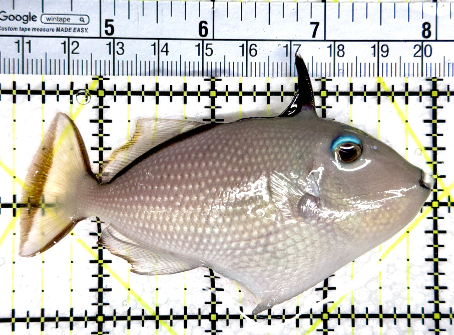 Female Blue Throat Triggerfish (Reefsafe) FBTT080302 WYSIWYG Size: ML 3.75"