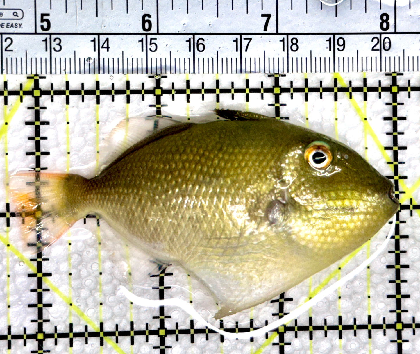 Goldenback Triggerfish GT080301 WYSIWYG Size: M (Juvenile 3.25") See Note