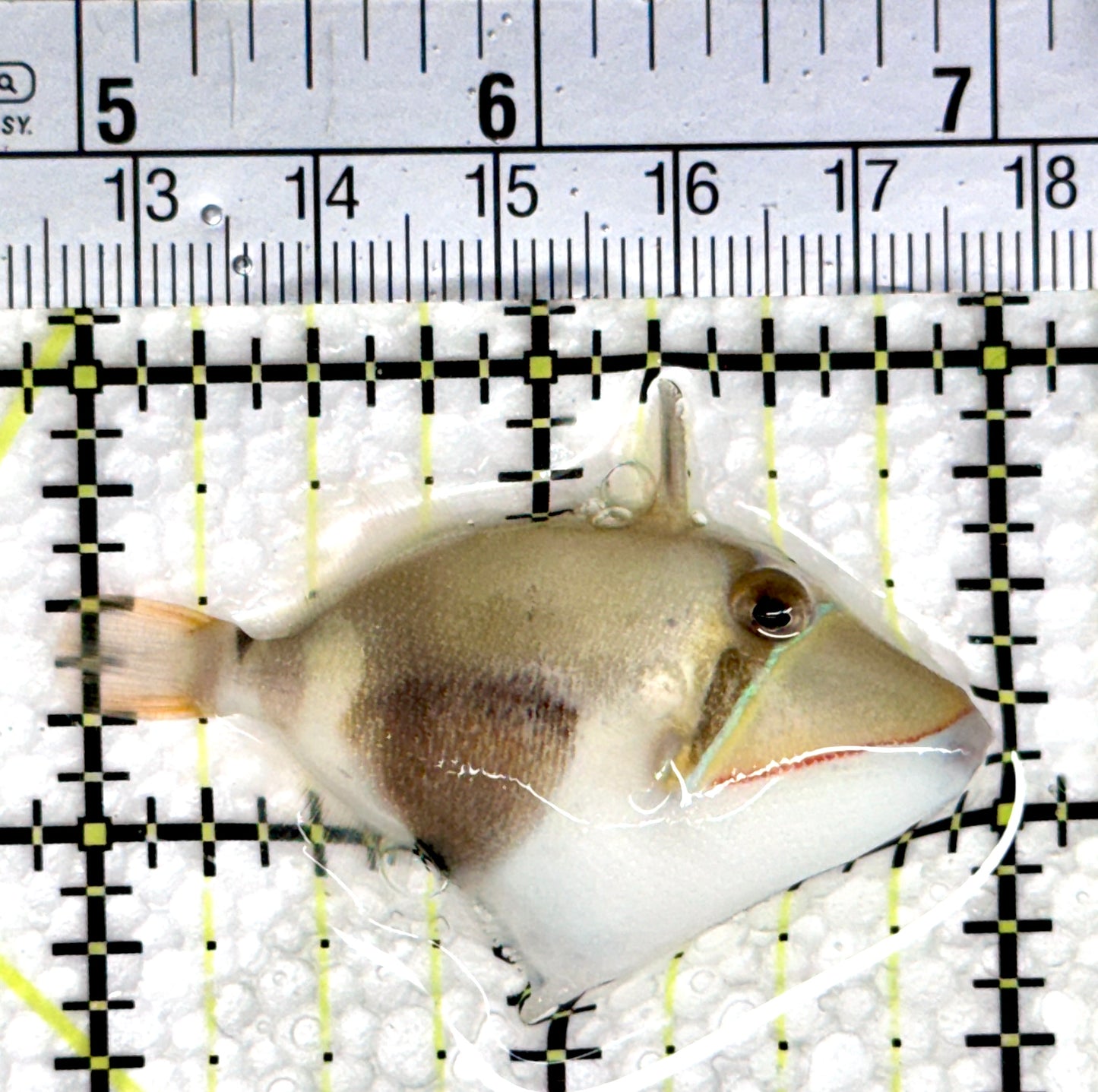 Bursa Triggerfish BT080301 WYSIWYG Size: S 2"