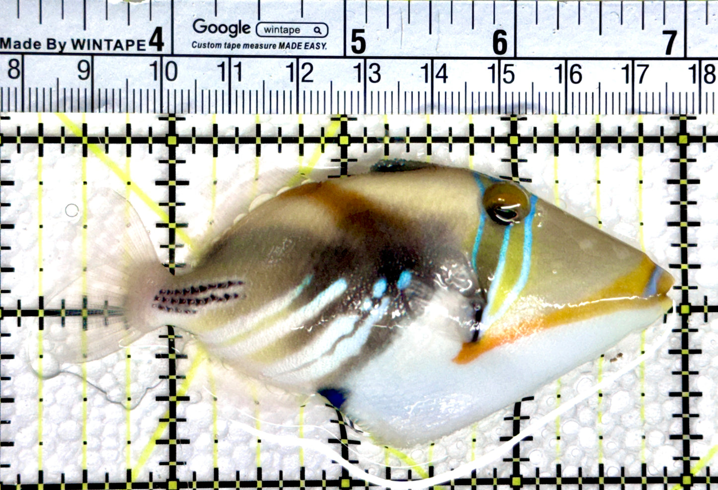 Humu Picasso Triggerfish HPT080301 WYSIWYG Size: ML 3.75"