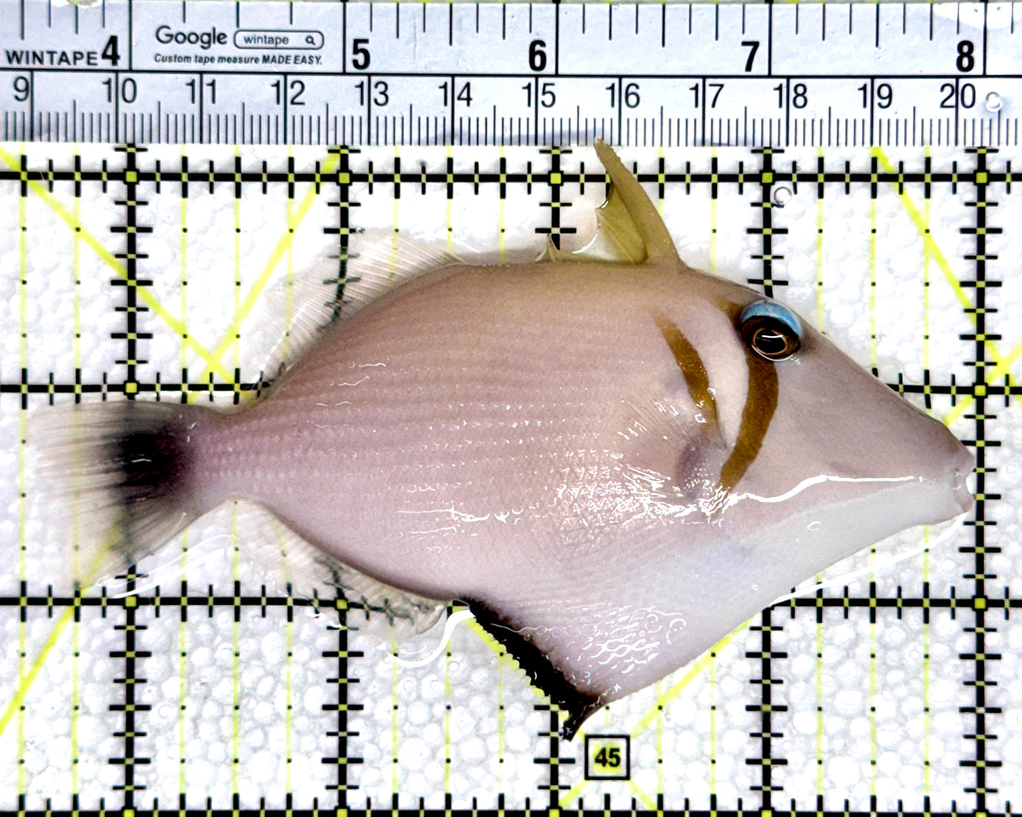 Lei Boomerang Triggerfish LBT080301 WYSIWYG Size: L 4.5"