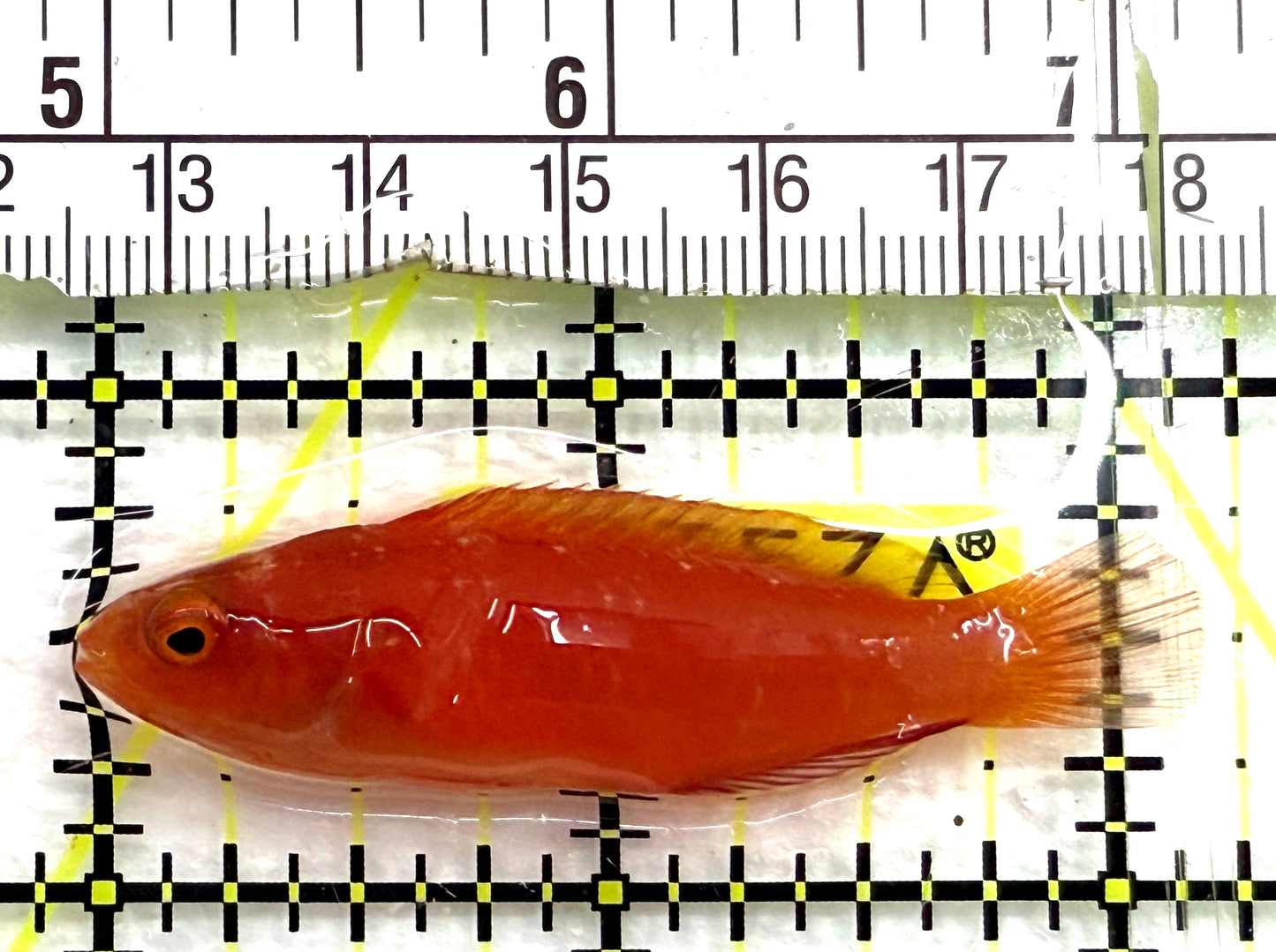 Magma Fairy Wrasse MFW082601 WYSIWYG Size: SHOW 2.25" approx