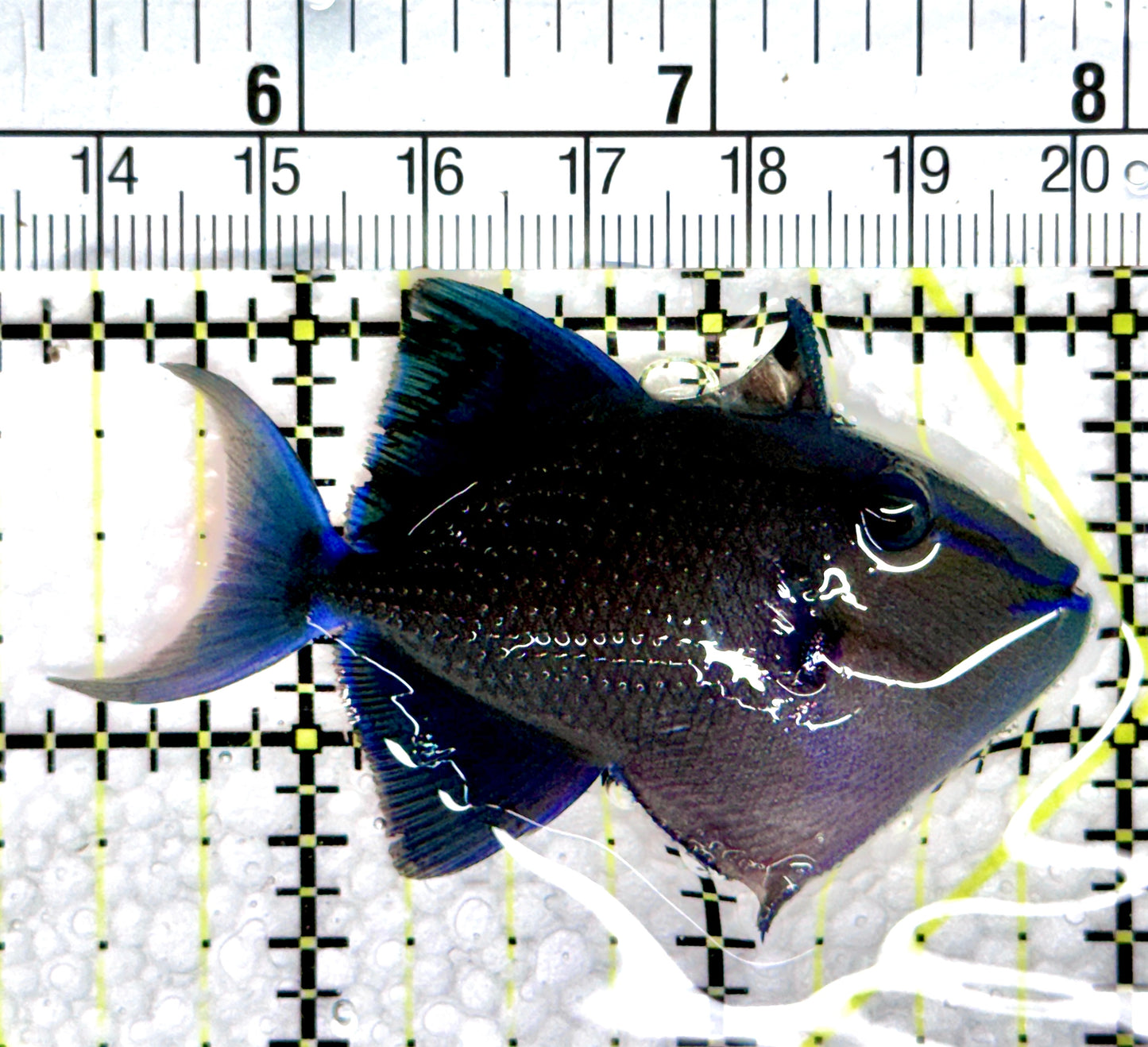 Niger Triggerfish NT080301 WYSIWYG Size: SM 2.5"