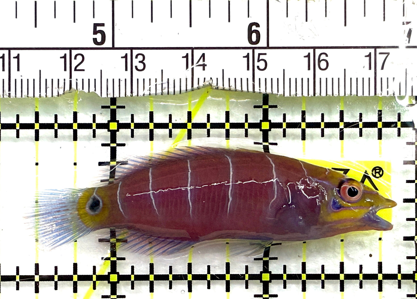 Mystery Wrasse MW082602 WYSIWYG Size: XL 2.25" approx