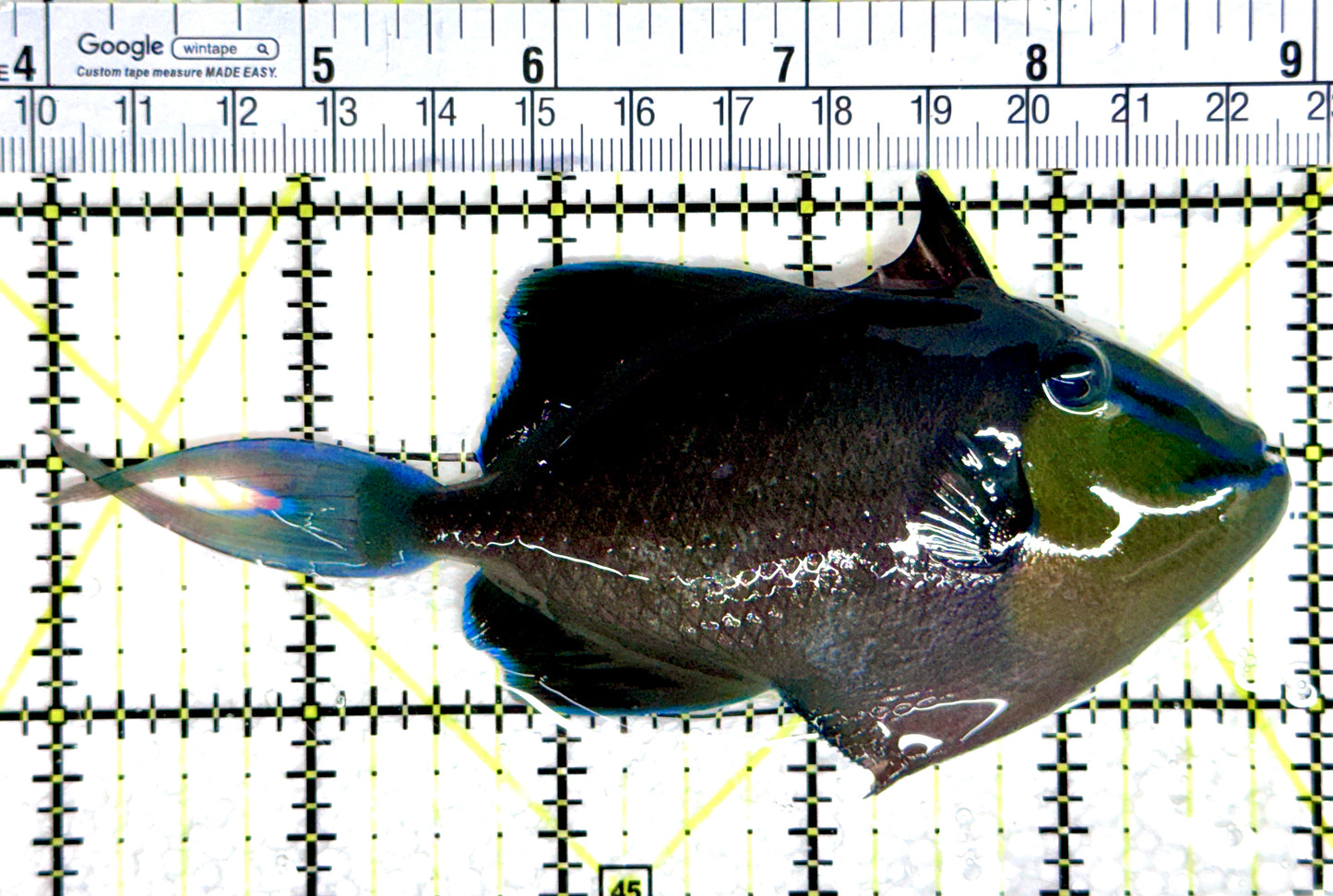 Niger Triggerfish NT080302 WYSIWYG Size: ML 5"