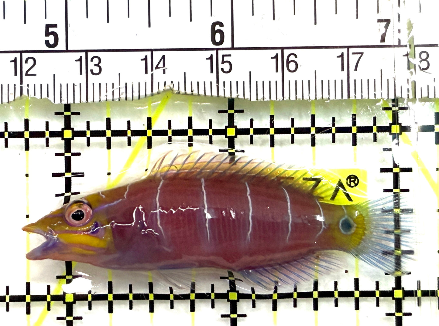 Mystery Wrasse MW082602 WYSIWYG Size: XL 2.25" approx