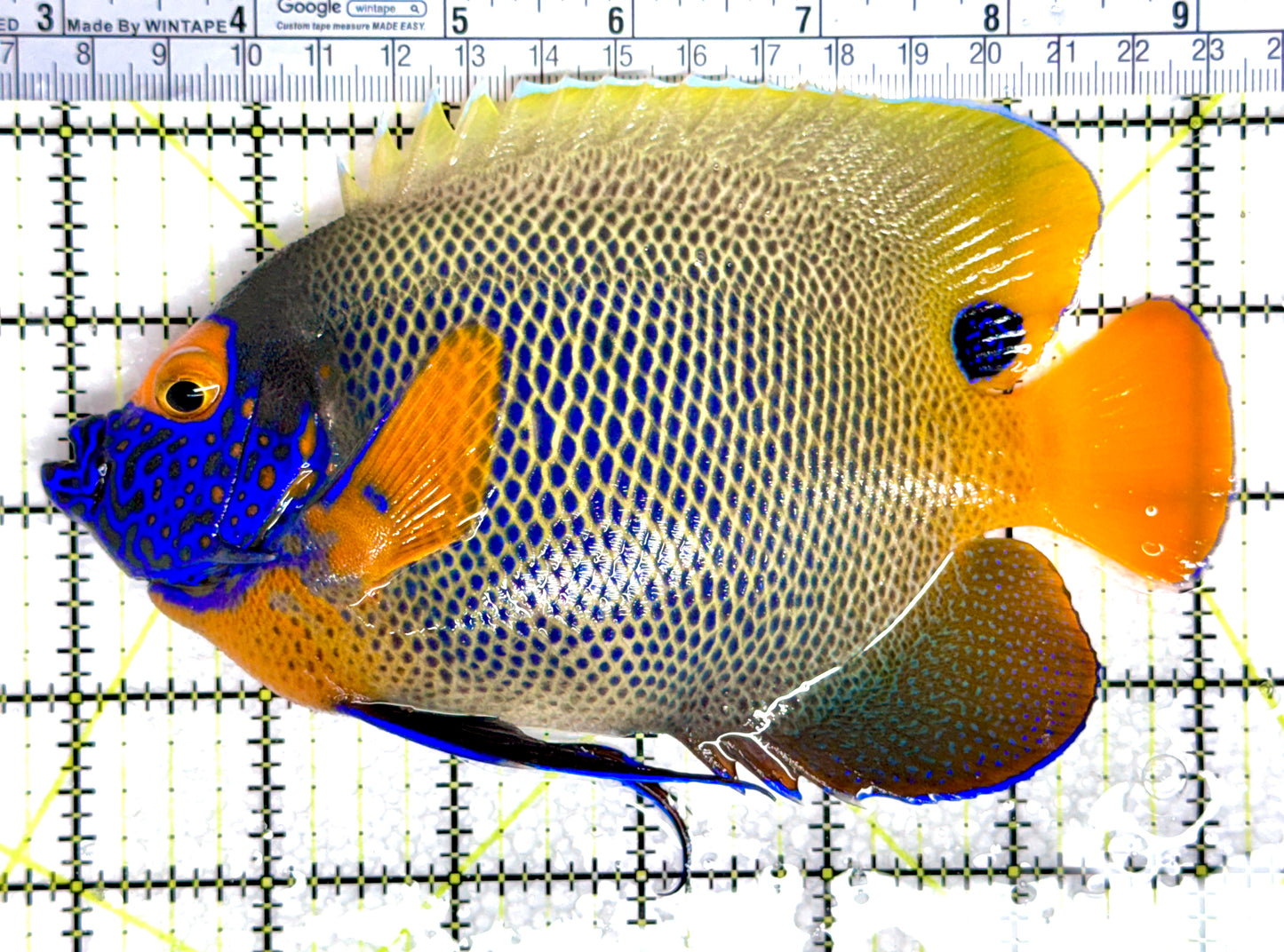 Blueface Angelfish Adult (Sumatra Vibrant Colors) BAA080304 WYSIWYG Size: XXL/Show 6.5"