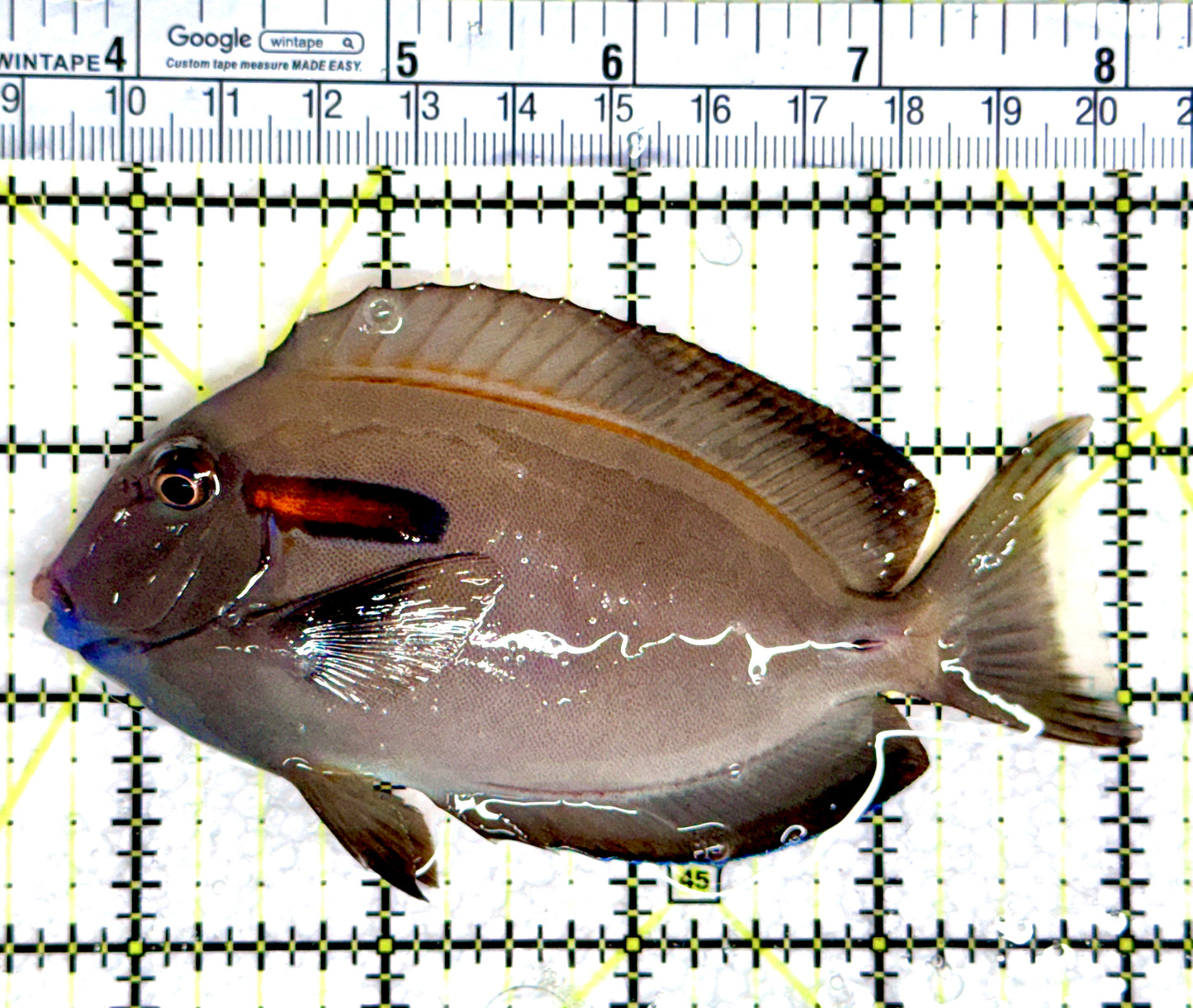 Orange Shoulder Tang OST080303 WYSIWYG Size: M Adult: 4.5"