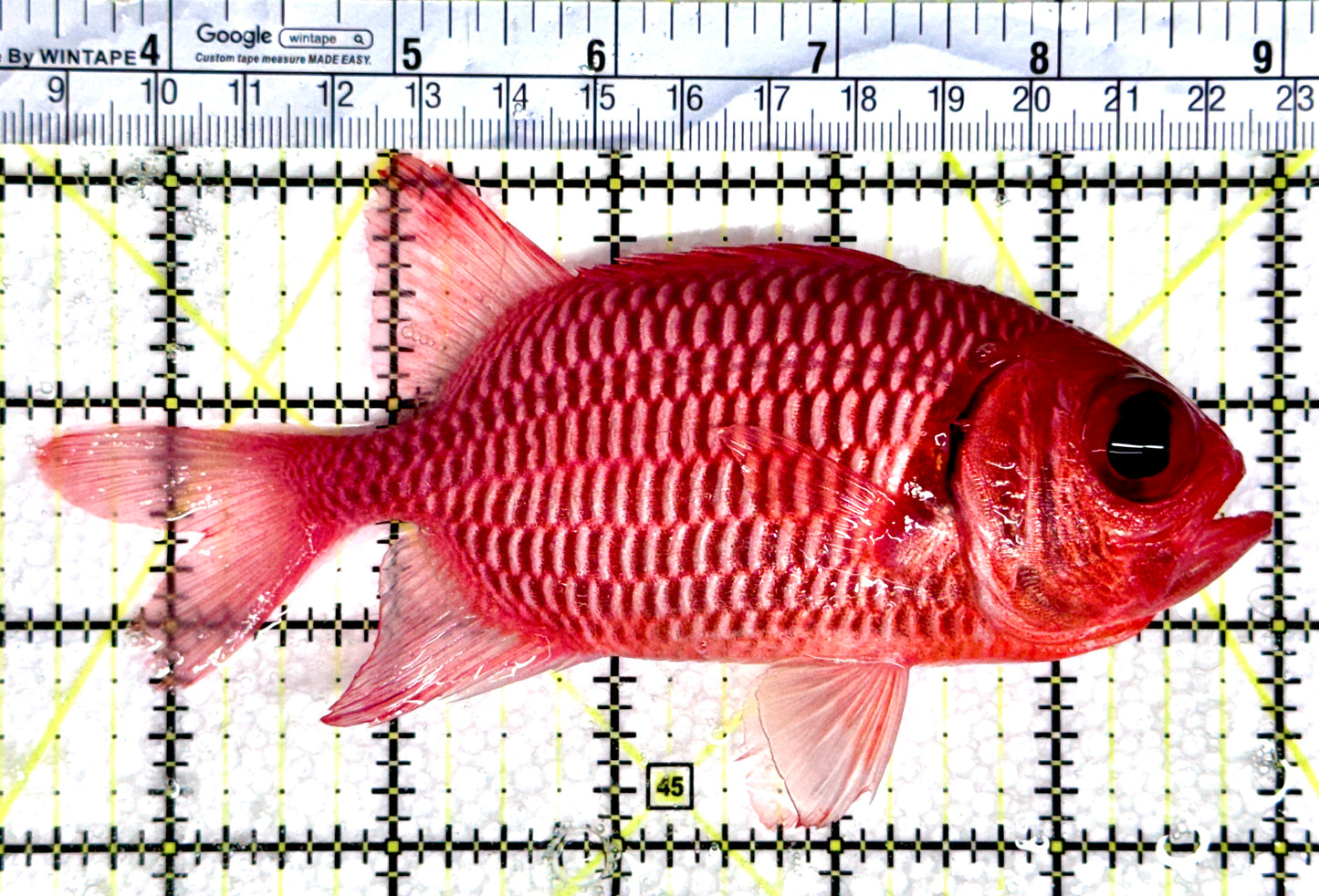 Red Soldier Fish RSF080303 WYSIWYG Size: XL 5.5"