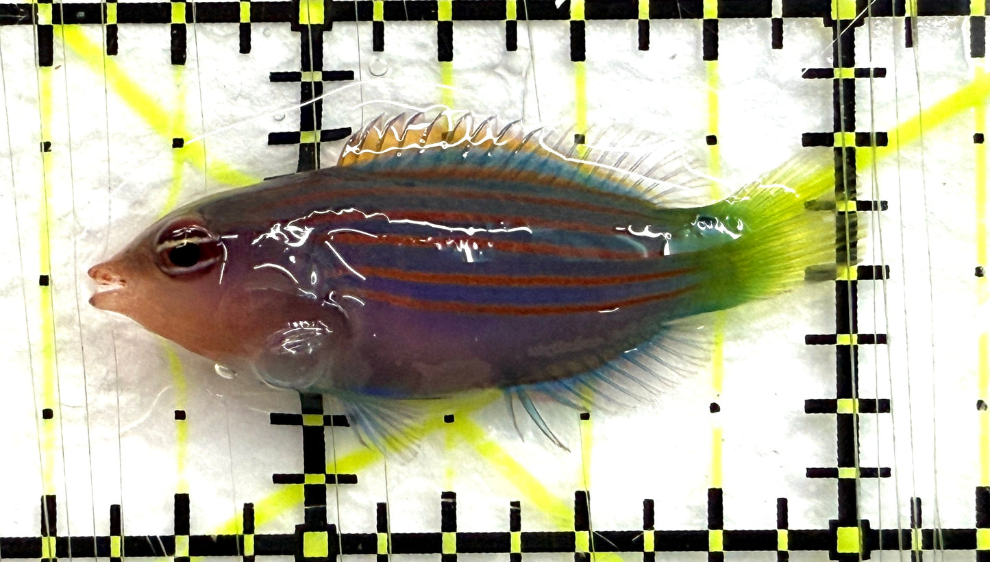 Six Line Wrasse (Phillipines) SLW082601 WYSIWYG Size: M 1.5" approx