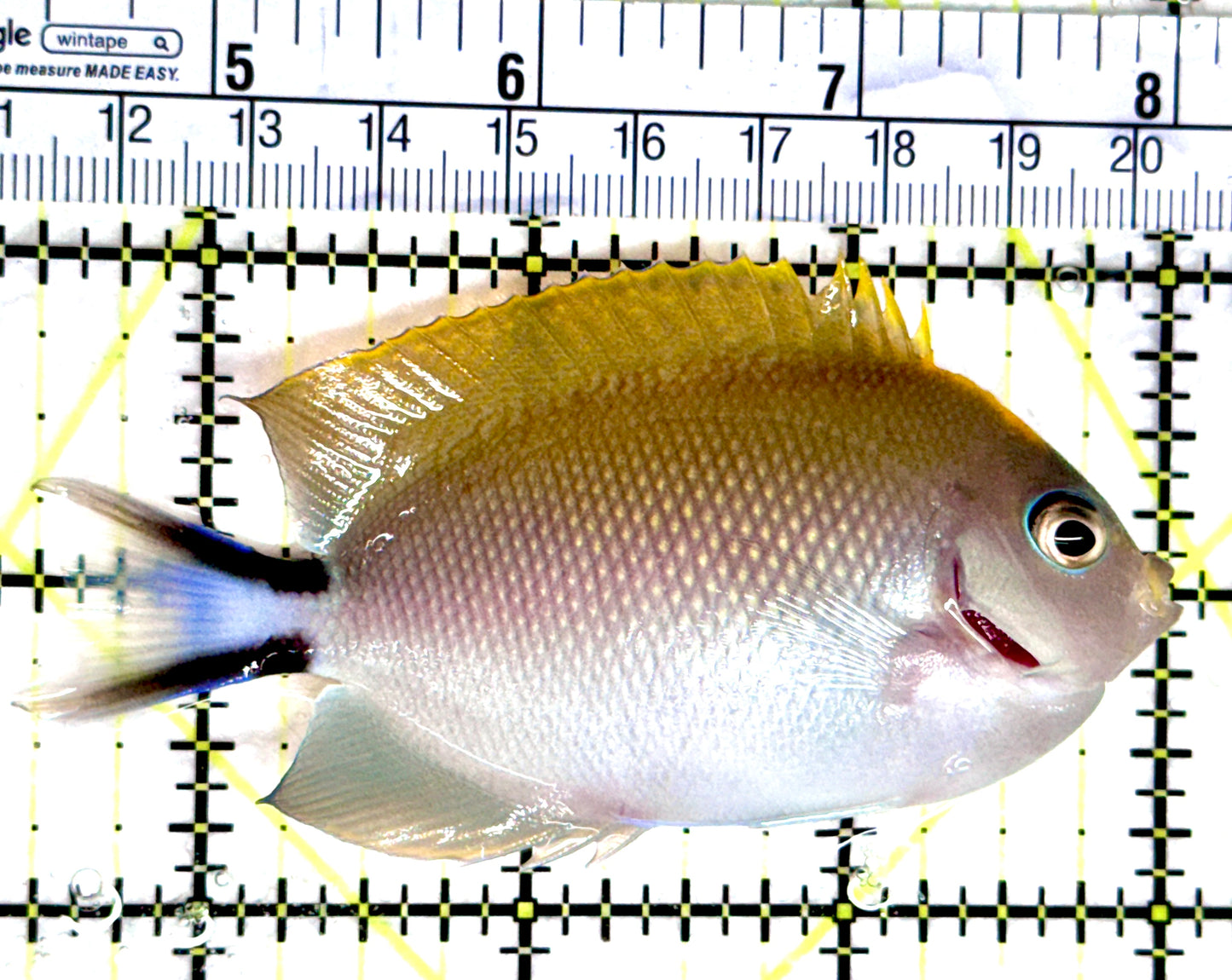 Swallowtail Angelfish Female (Reefsafe) SAF080301 WYSIWYG Size: L 3.5"