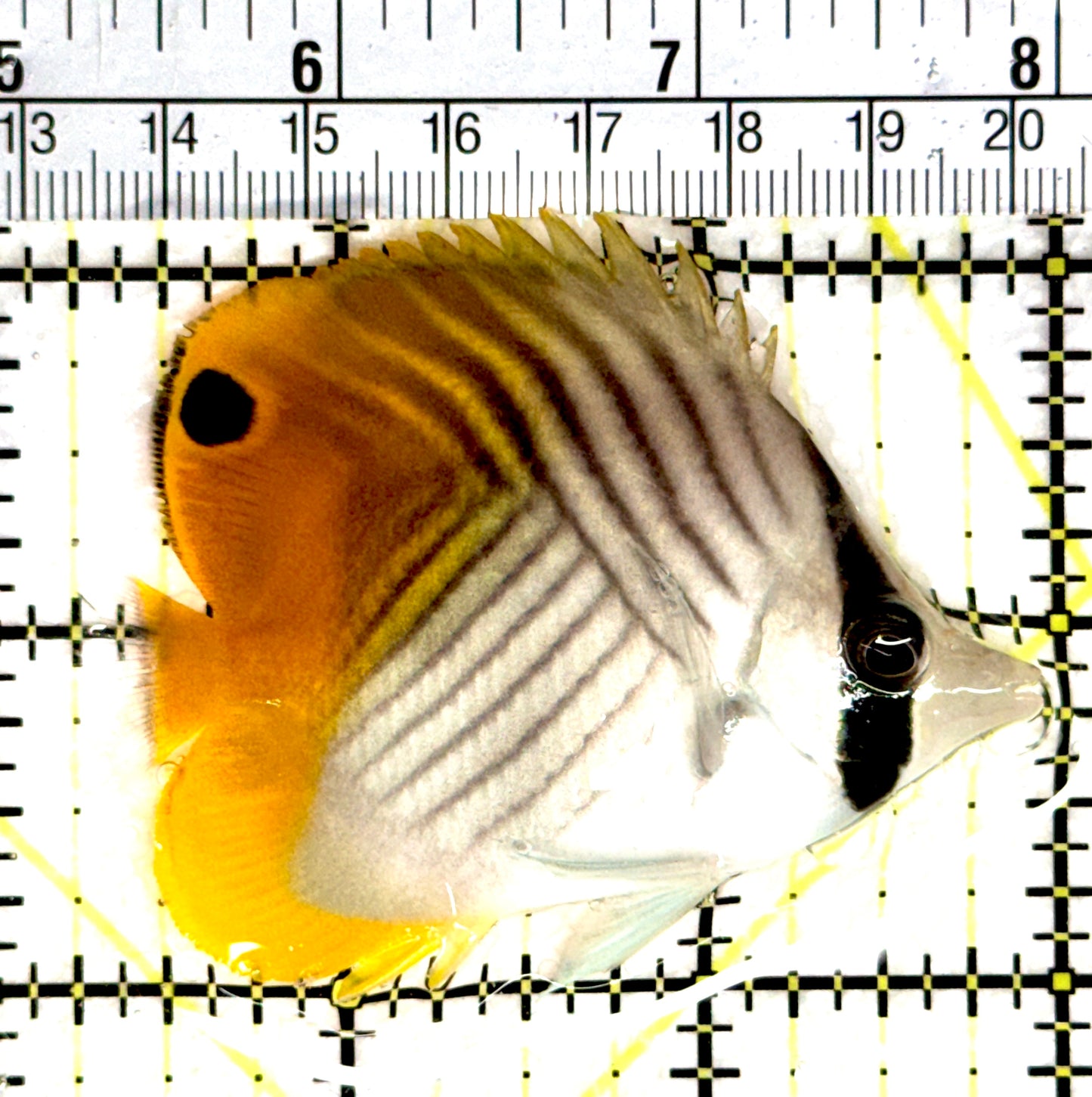 Auriga Butterflyfish AB080301 WYSIWYG Size: M 2.75" approx