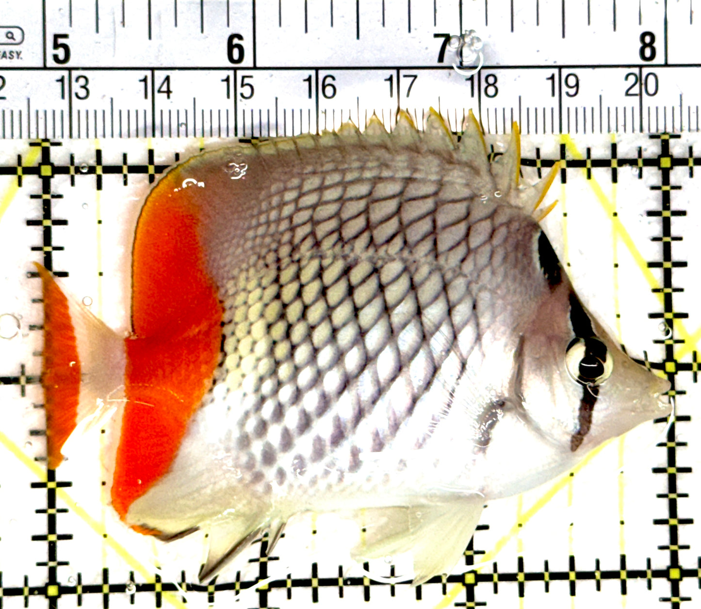 Pearlscale Butterflyfish PB080302 WYSIWYG Size: M 3.25" approx