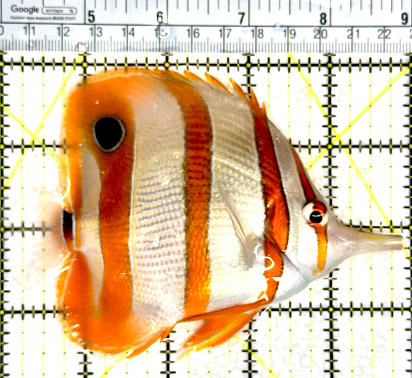 Copperband Butterflyfish CB080301 WYSIWYG Size: XL 5" approx