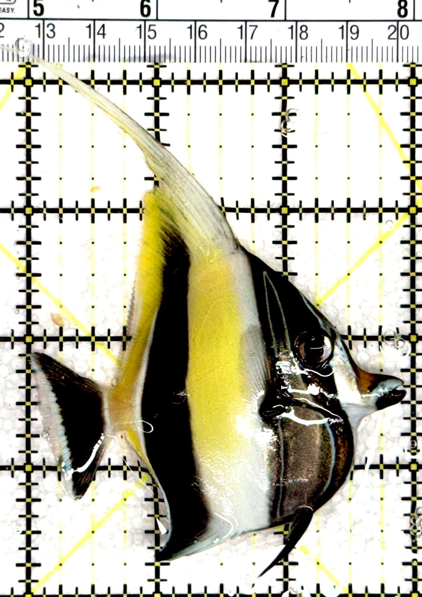 Moorish Idol MI080301 WYSIWYG Size: M 3" approx