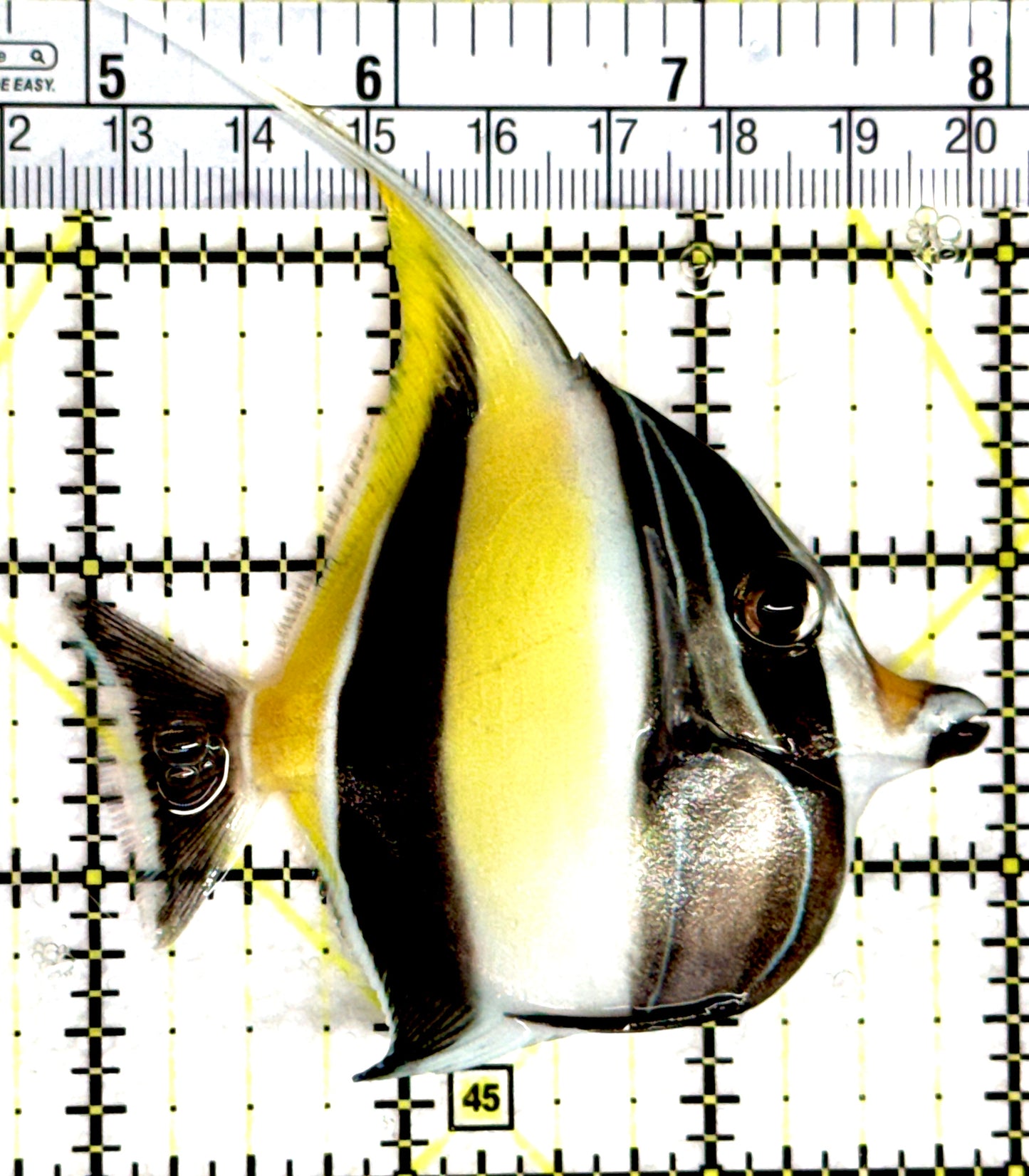 Moorish Idol MI080303 WYSIWYG Size: M 3" approx