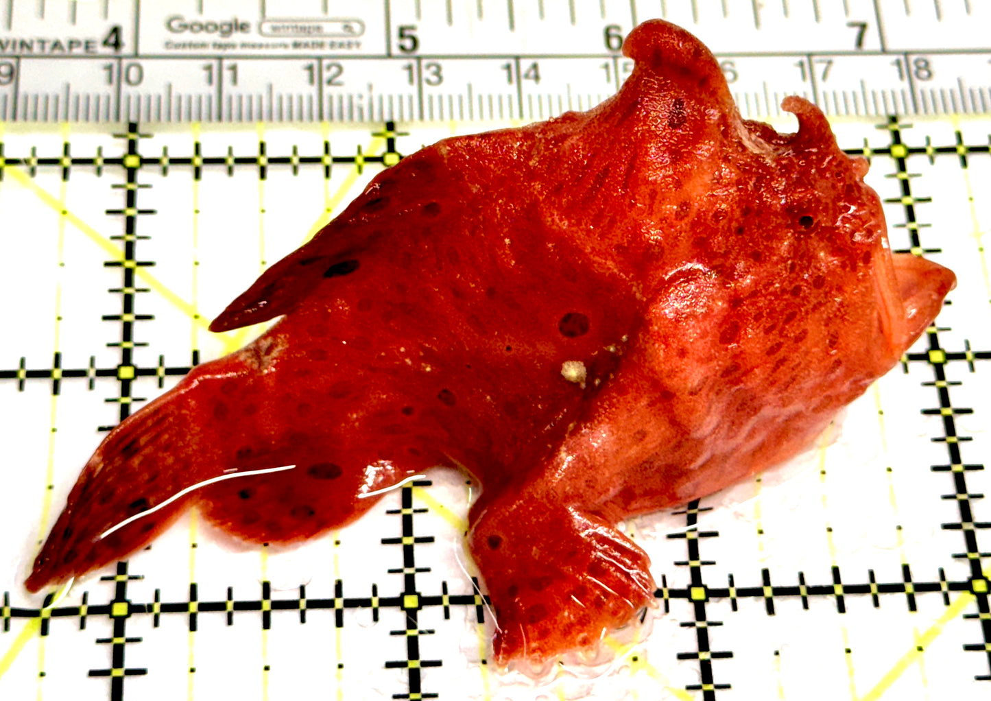 Red Warty Angler RWA080302 WYSIWYG Size: L 3.25" approx