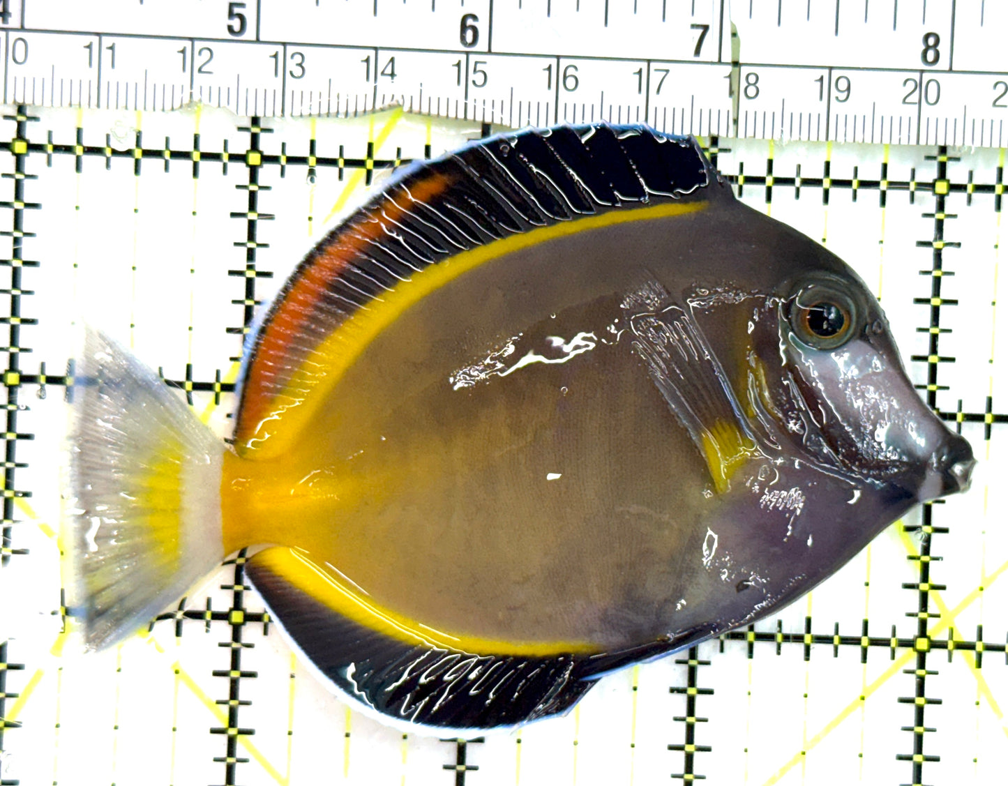 Powder Brown Tang PBT082601 WYSIWYG Size: L 3.75" approx
