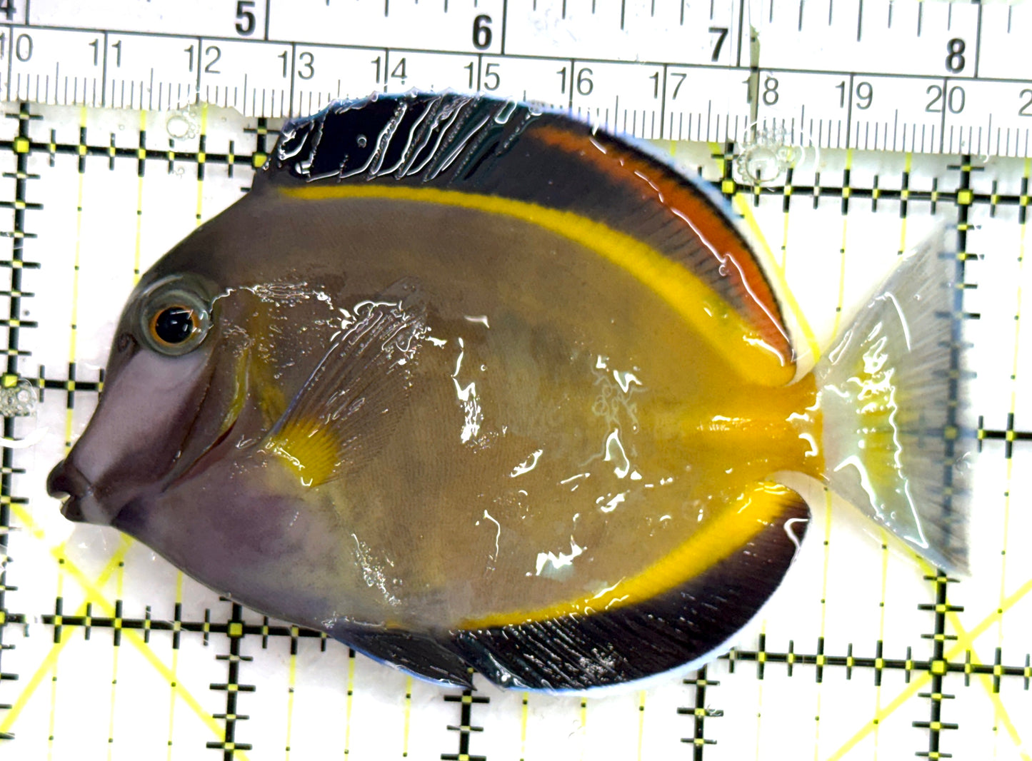 Powder Brown Tang PBT082601 WYSIWYG Size: L 3.75" approx