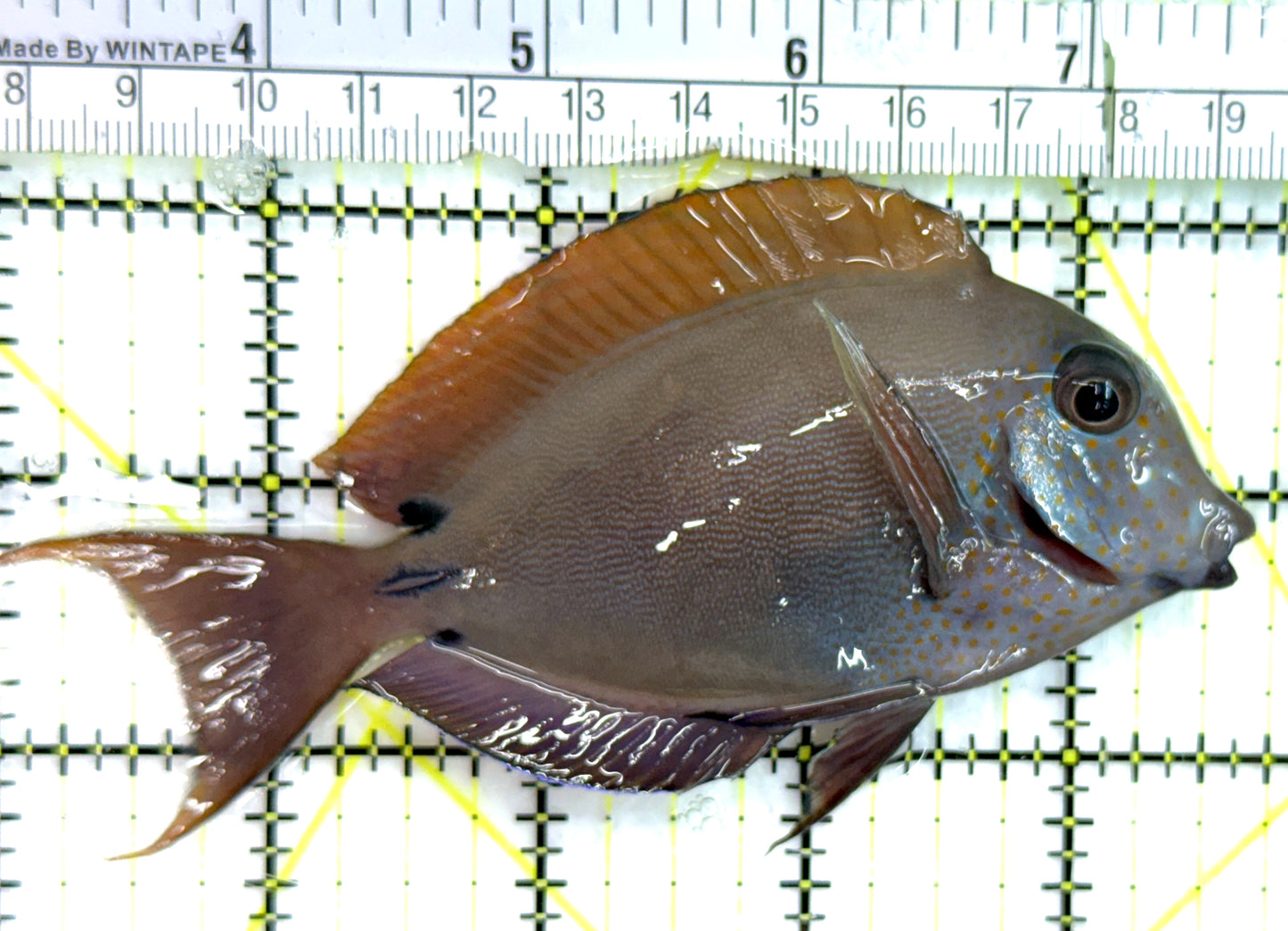 Lavender Tang LT082601 WYSIWYG Size: ML 4.75" approx